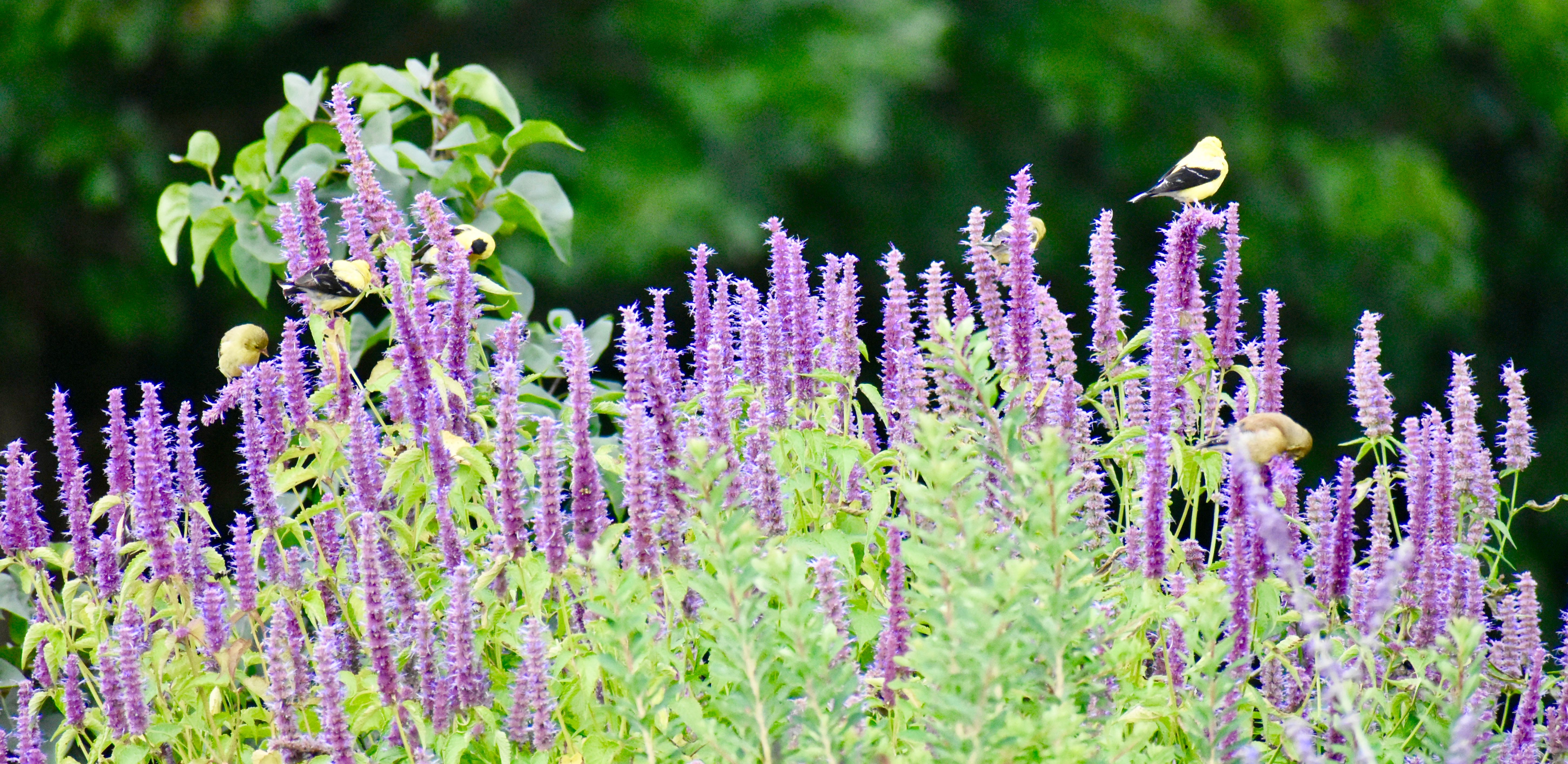 Practice Sustainable Landscaping