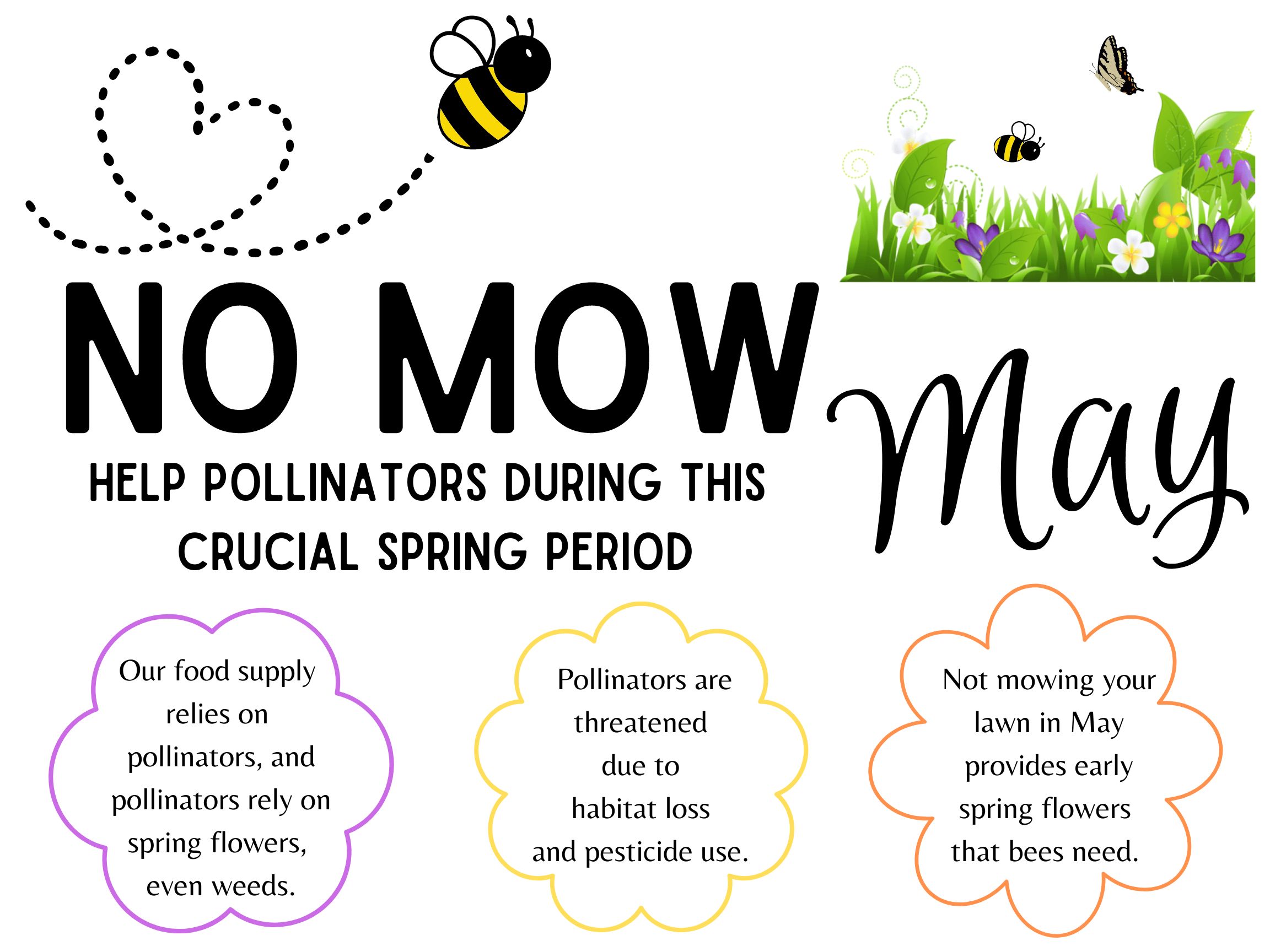 What's the buzz about No Mow May?