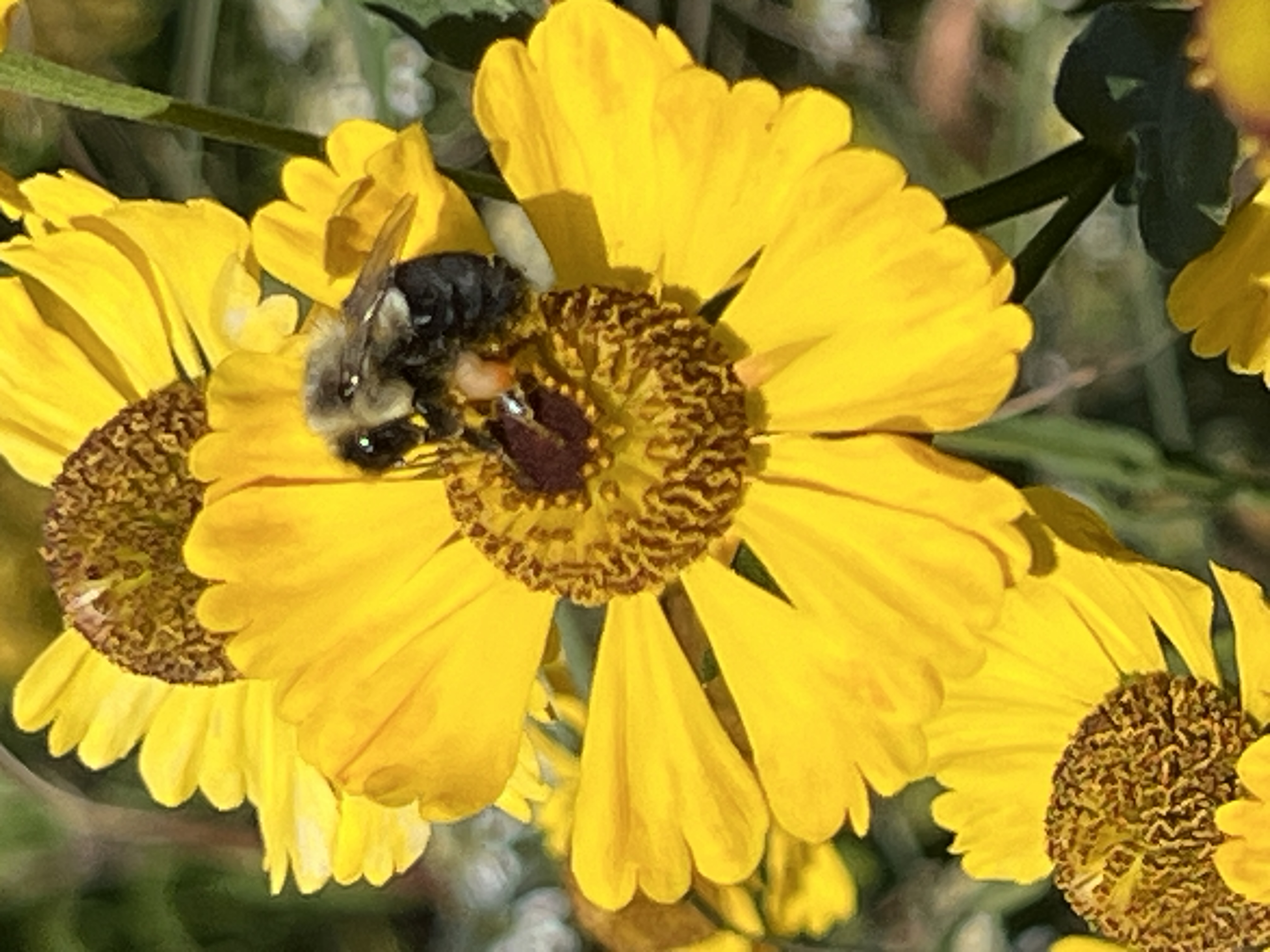 Create a Pollinator Garden Habitat