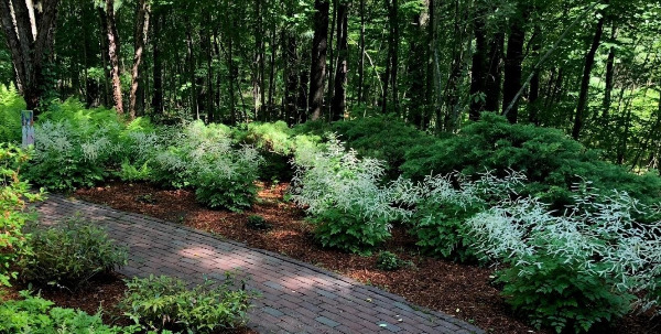 Create a Native Plant Garden