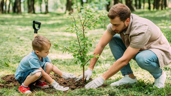 Donate to purchase a Sapling