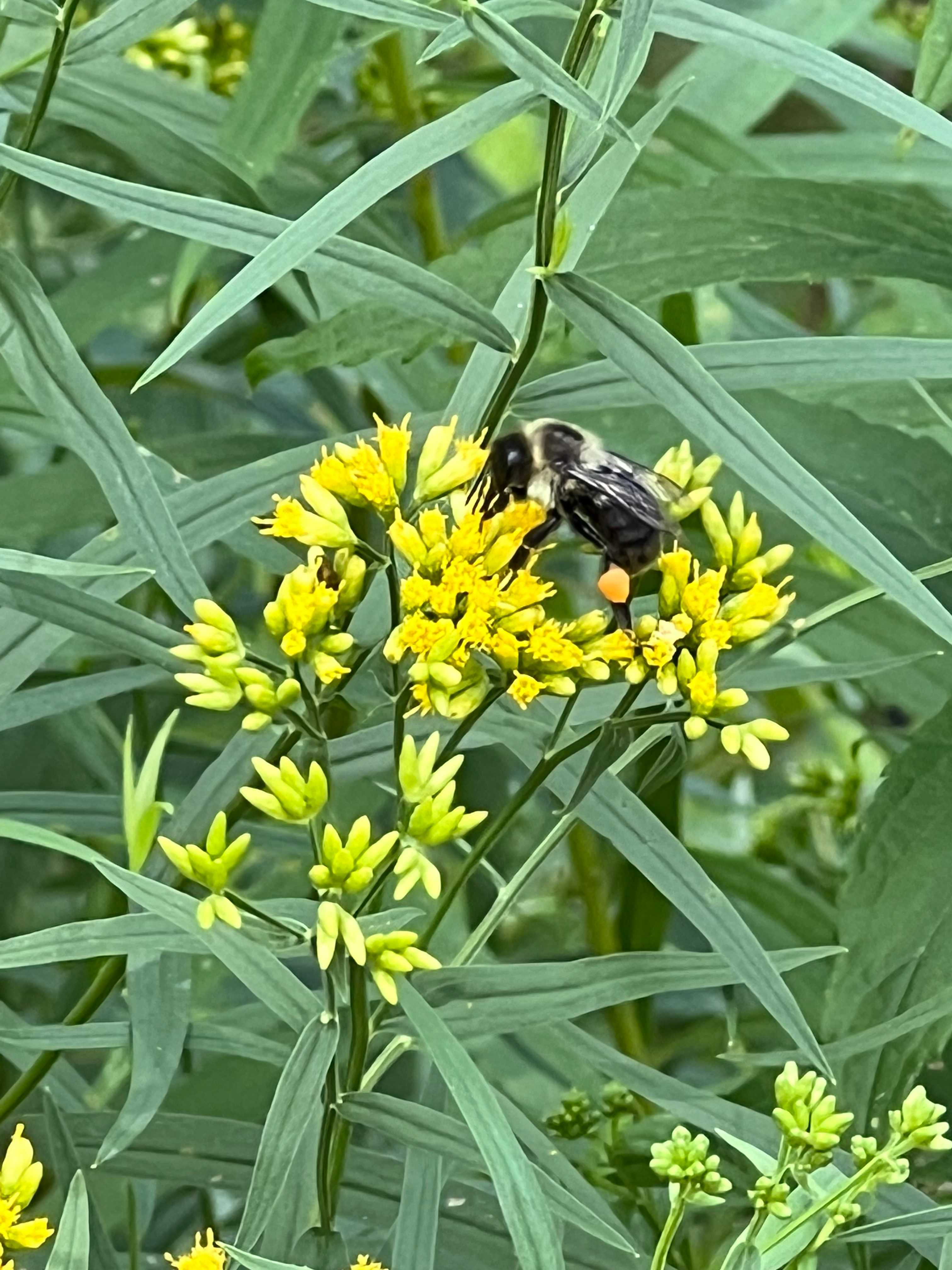 Join Stow's Pollinator Garden Pathway